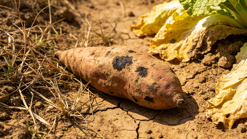 海曼農藥殘留檢測儀升級,可快速檢測克百威與甲拌磷殘留